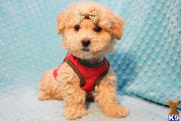 lvpuppyheaven Picture 2